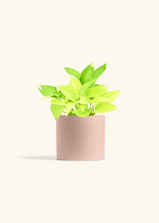 Neon Pothos in a 6 inches Pink Classic Cylinder Planter 