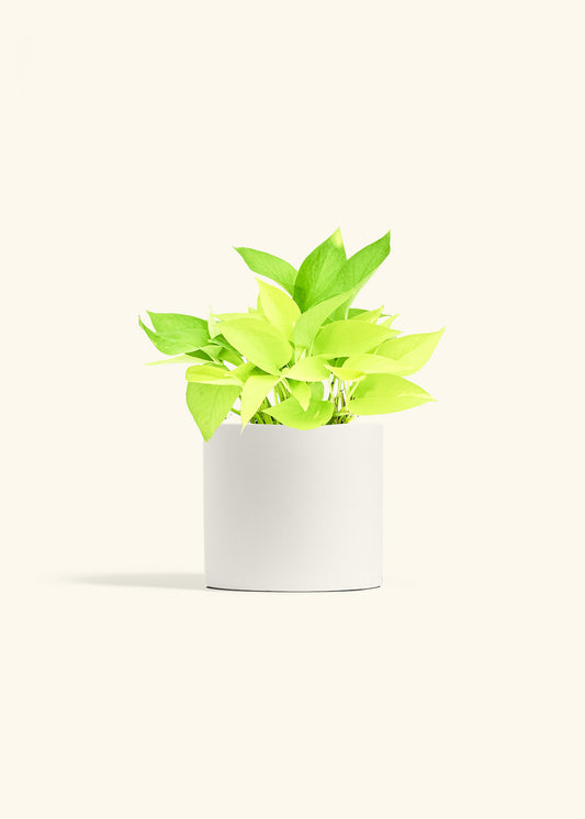Neon Pothos in a 6 inches White Classic Cylinder Planter 