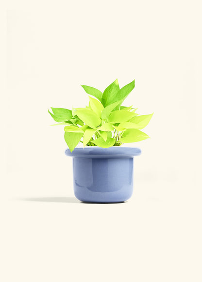 Neon Pothos in a 6 inches Fat Lip Blue Planter 