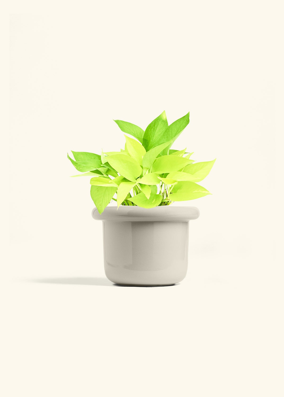 Neon Pothos in a 6 inches Fat Lip Oat Planter 