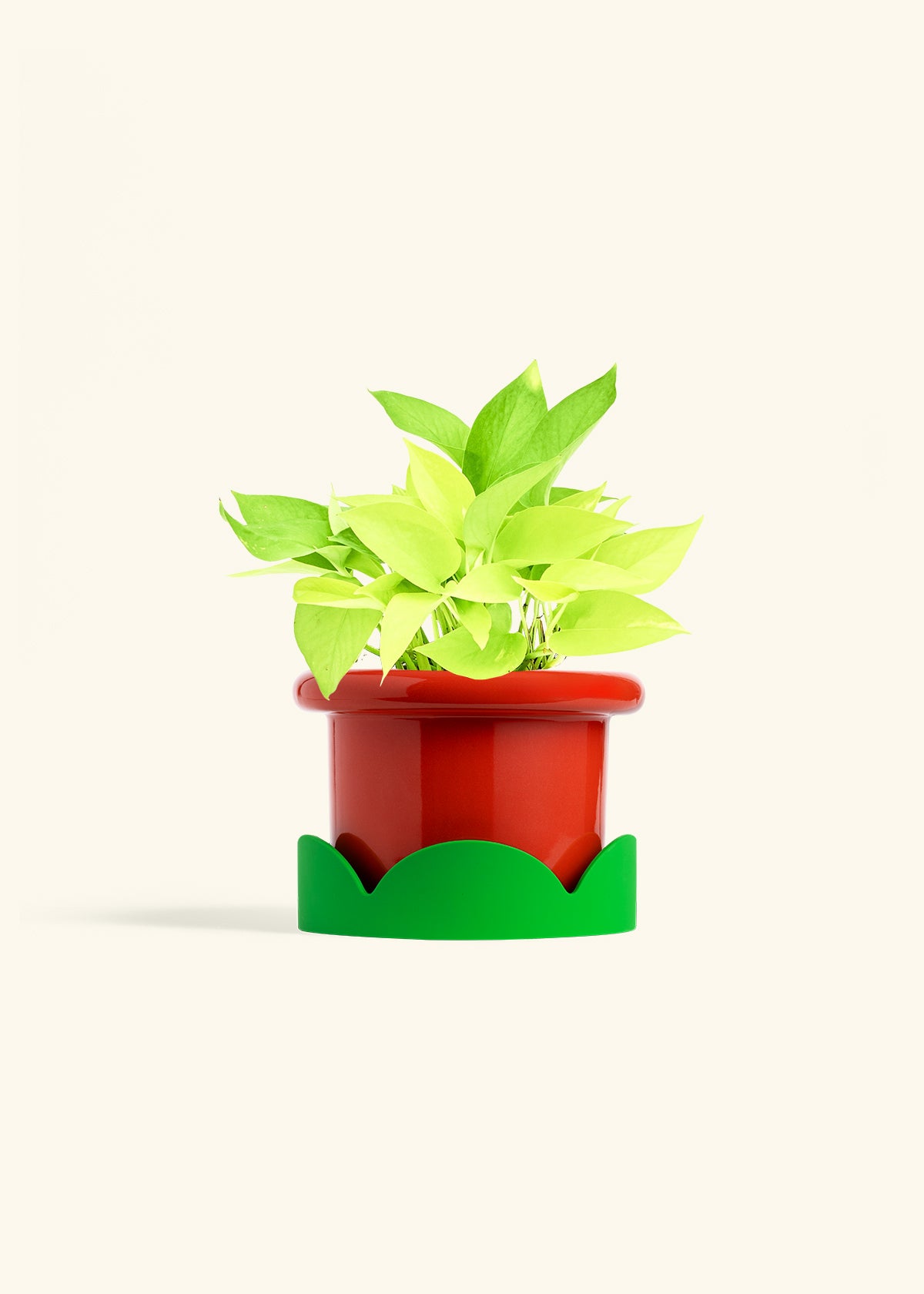 Neon Pothos in a 6 inches Fat Lip Red Planter in a Shamrock Petal Drip Tray