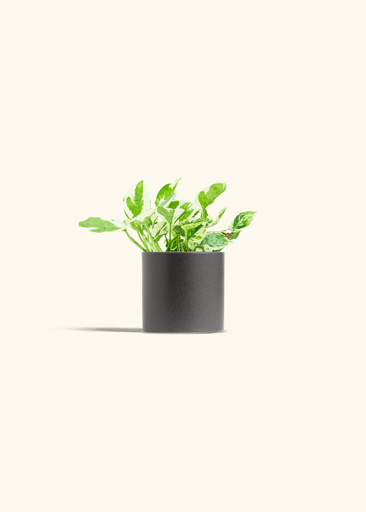Pothos Pearl and Jade in a 4 inches Charcoal Classic Cylinder Planter 