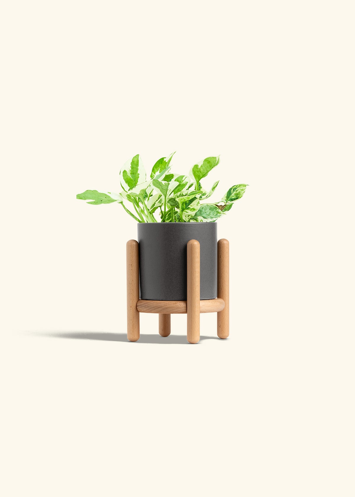 Pothos Pearl and Jade in a 4 inches Charcoal Classic Cylinder Planter in a Beech Wood Stand