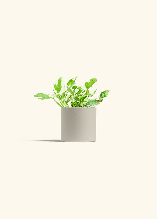 Pothos Pearl and Jade in a 4 inches Oat Classic Cylinder Planter 