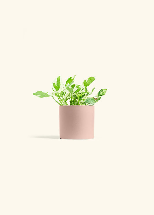 Pothos Pearl and Jade in a 4 inches Pink Classic Cylinder Planter 