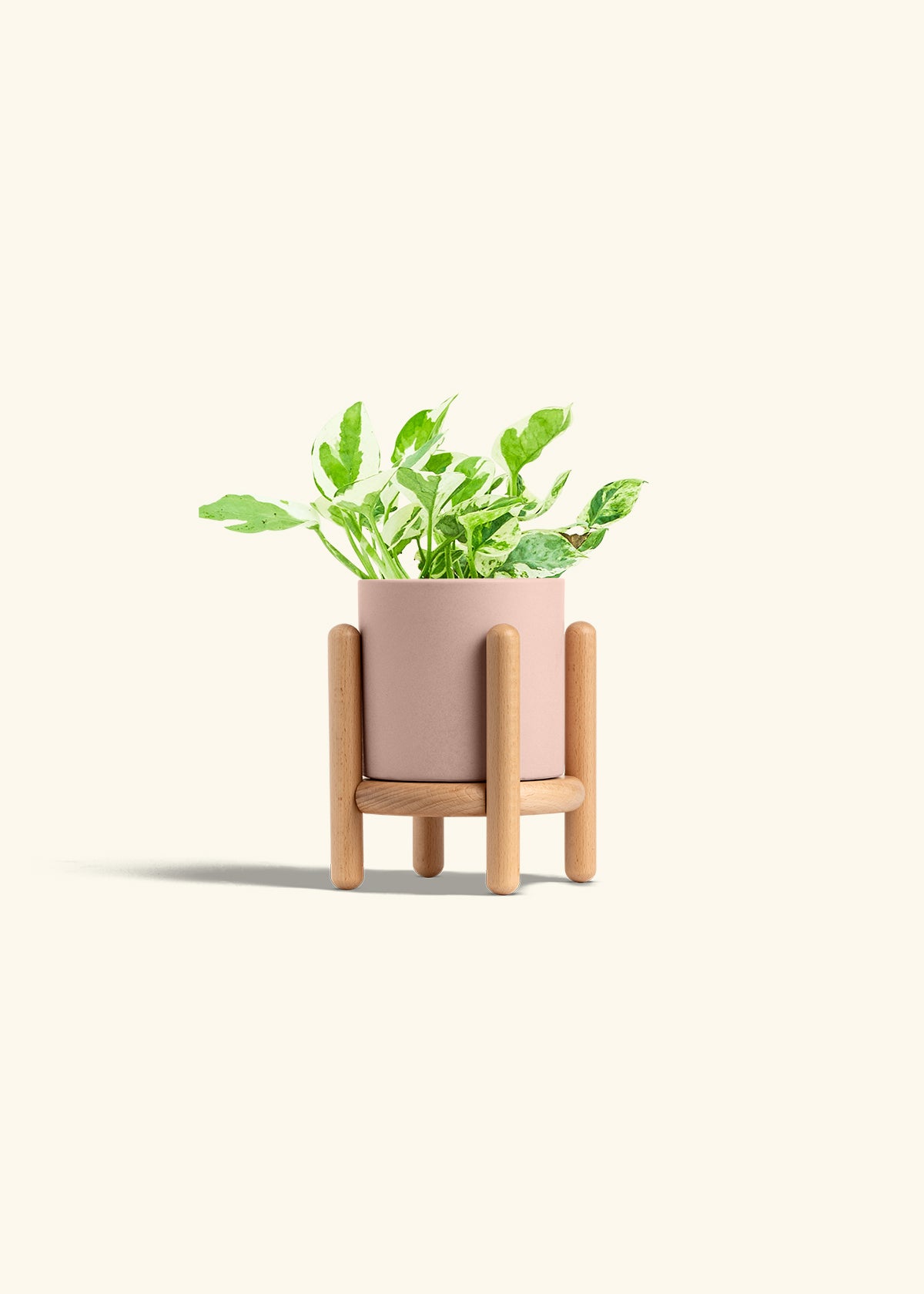 Pothos Pearl and Jade in a 4 inches Pink Classic Cylinder Planter in a Beech Wood Stand