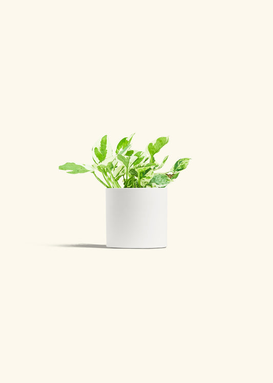 Pothos Pearl and Jade in a 4 inches White Classic Cylinder Planter 