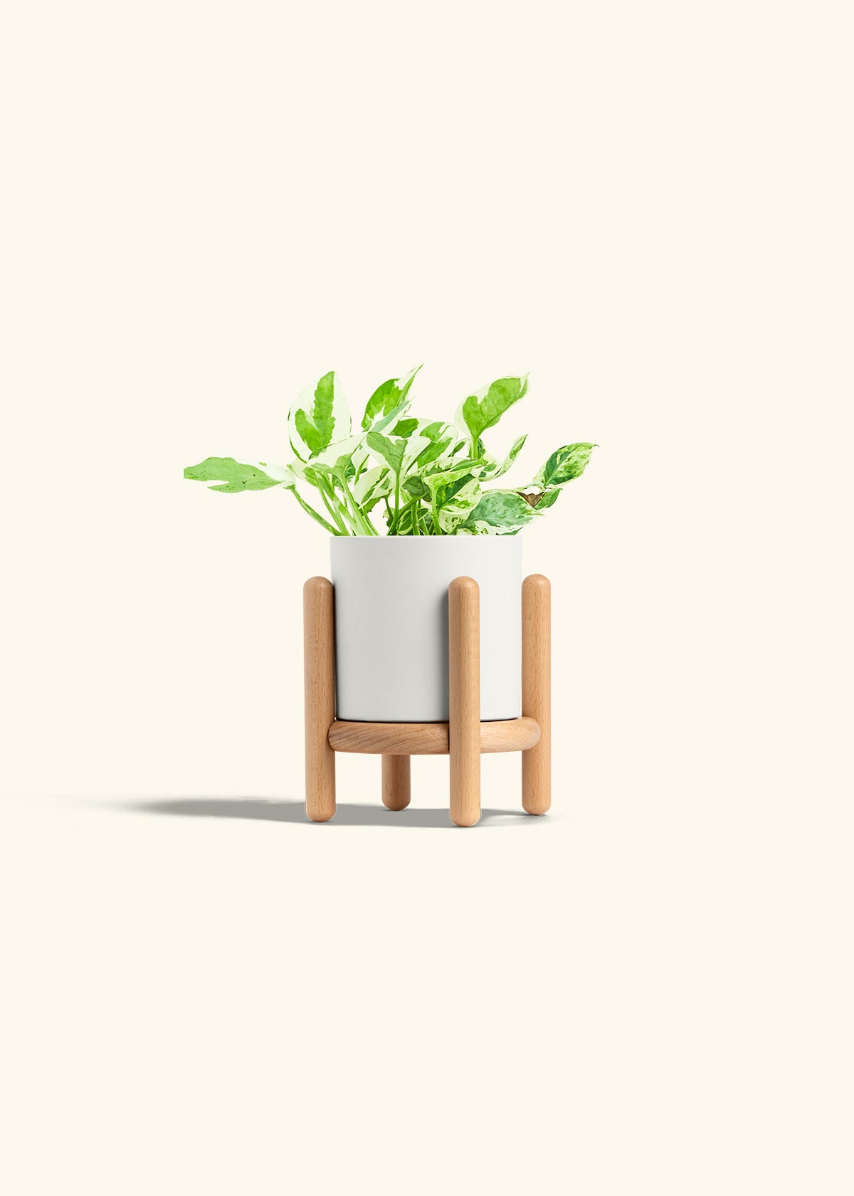 Pothos Pearl and Jade in a 4 inches White Classic Cylinder Planter in a Beech Wood Stand
