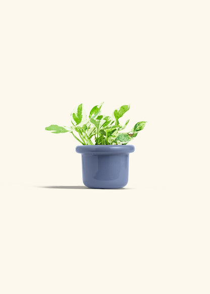 Pothos Pearl and Jade in a 4 inches Fat Lip Blue Planter 