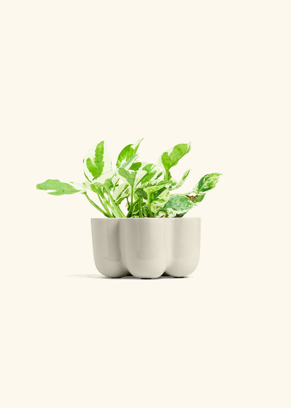 Pothos Pearl and Jade in a 4 inches in a Oat Petal Planter