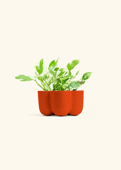 Pothos Pearl and Jade in a 4 inches in a Red Petal Planter