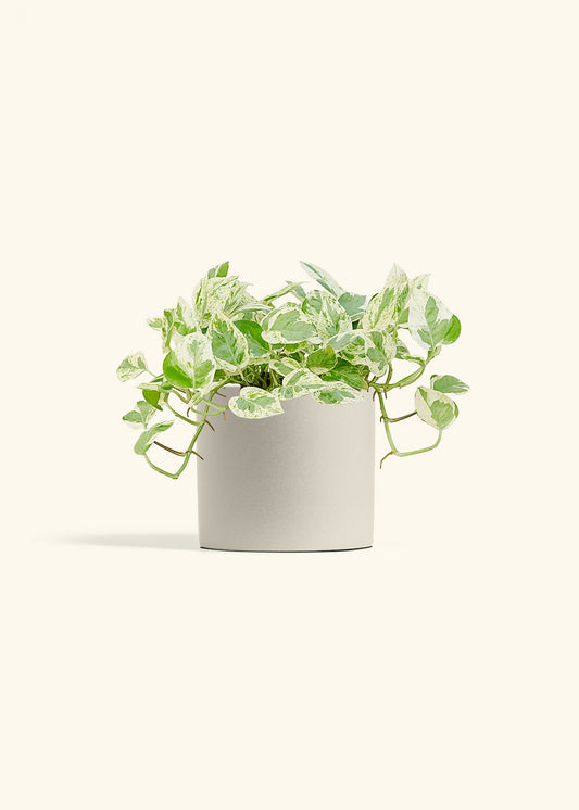 Pothos Pearls and Jade in a 6 inches Oat Classic Cylinder Planter 