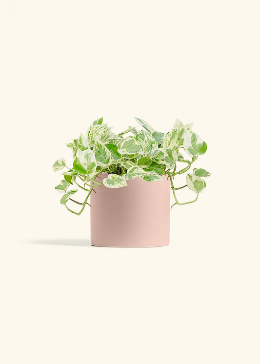 Pothos Pearls and Jade in a 6 inches Charcoal Classic Cylinder Planter 