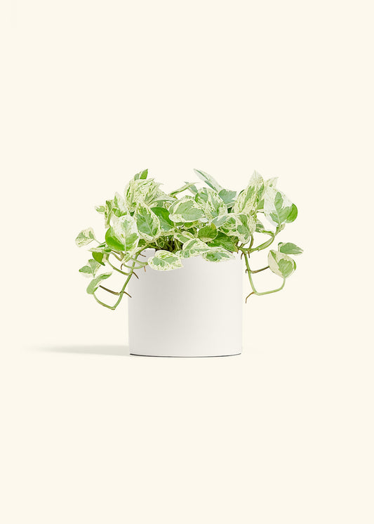 Pothos Pearls and Jade in a 6 inches White Classic Cylinder Planter 