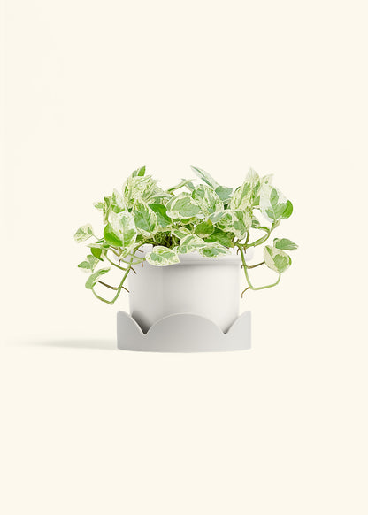 Pothos Pearls and Jade in a 6 inches Fat Lip White Planter in a Oat Petal Drip Tray
