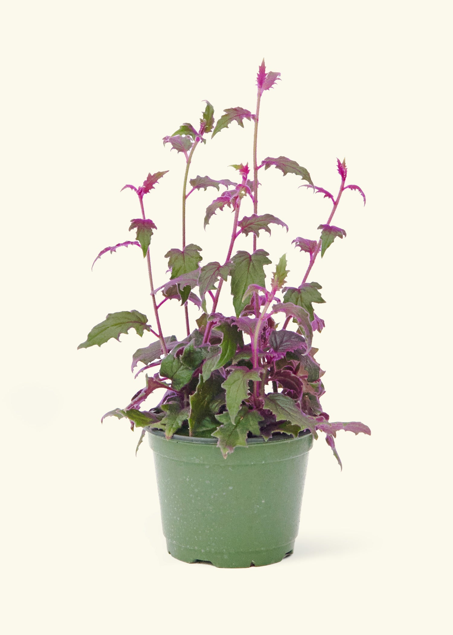 purple passion indoor plant Purple Passion Plant – Hey Rooted