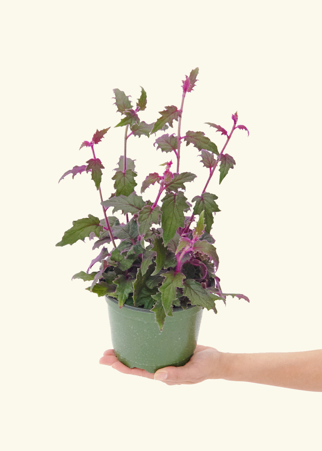 Purple Passion Plant in a 6  inches grow pot