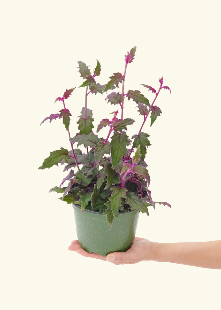 Purple Passion Plant in a 6  inches grow pot