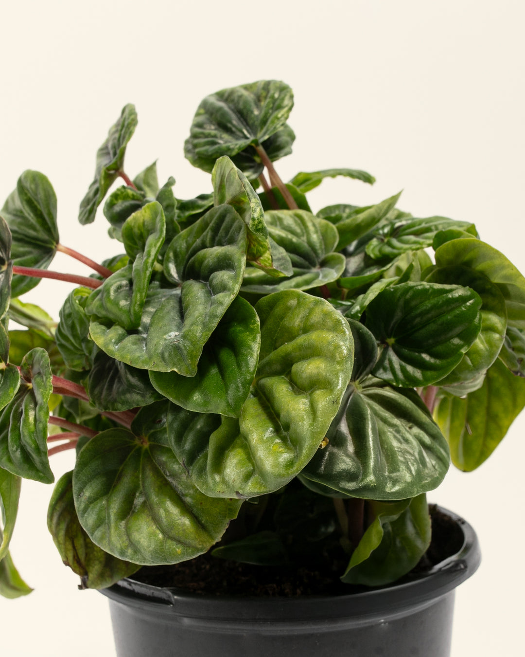 Peperomia Amazonas