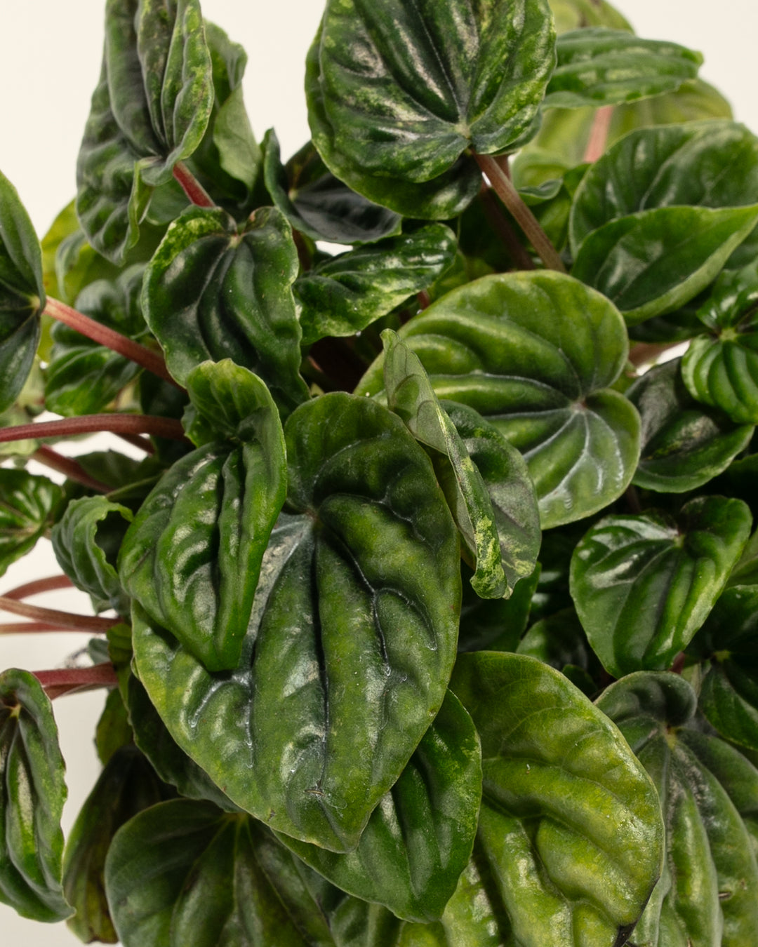 Peperomia Amazonas