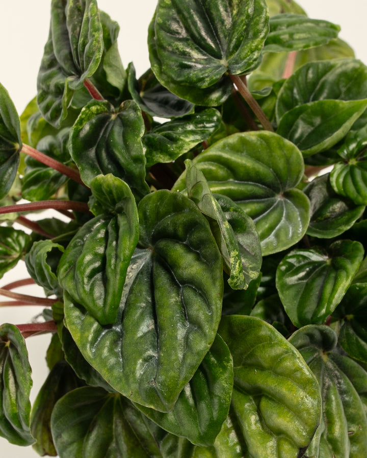 Peperomia Amazonas