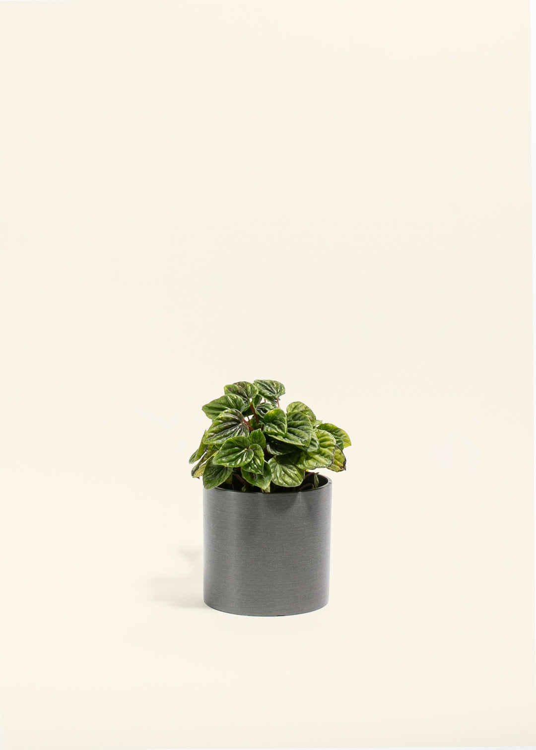 Peperomia Amazonas