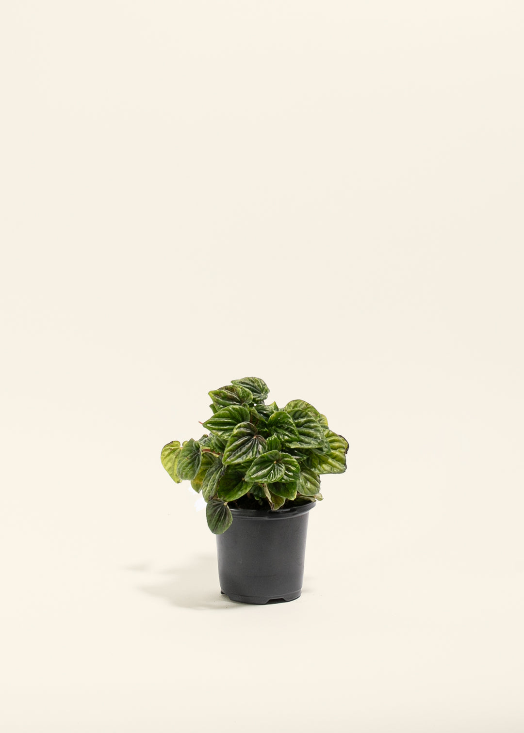 Peperomia Amazonas