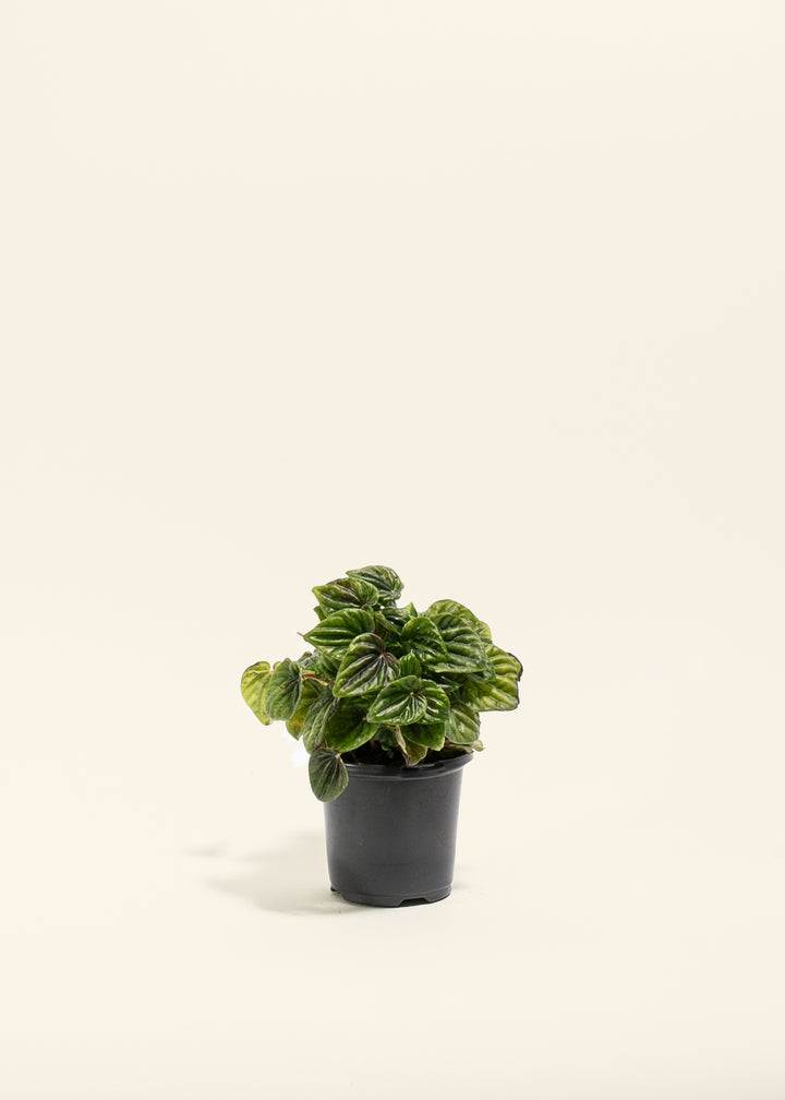Peperomia Amazonas