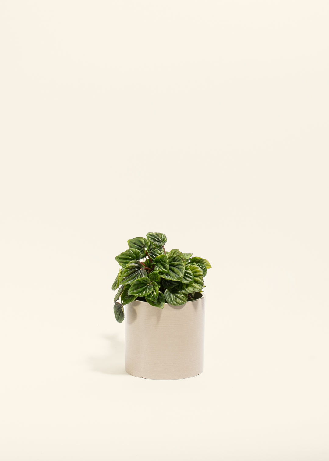 Peperomia Amazonas