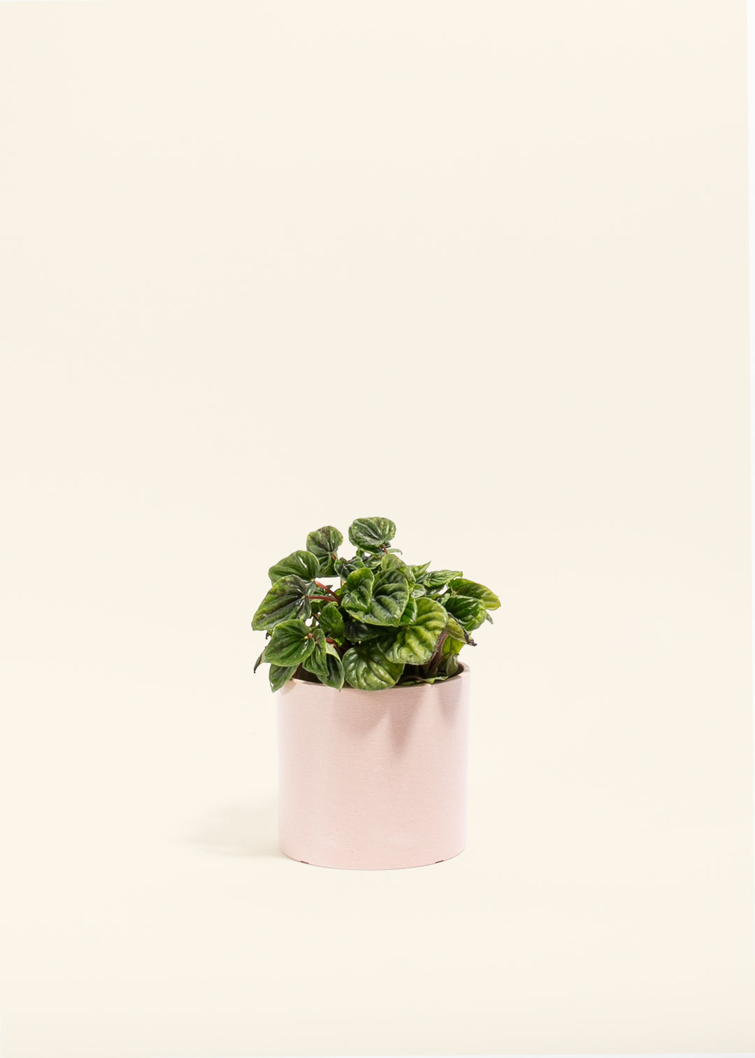 Peperomia Amazonas