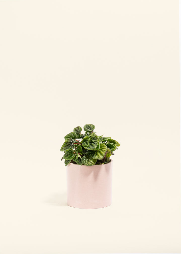 Peperomia Amazonas
