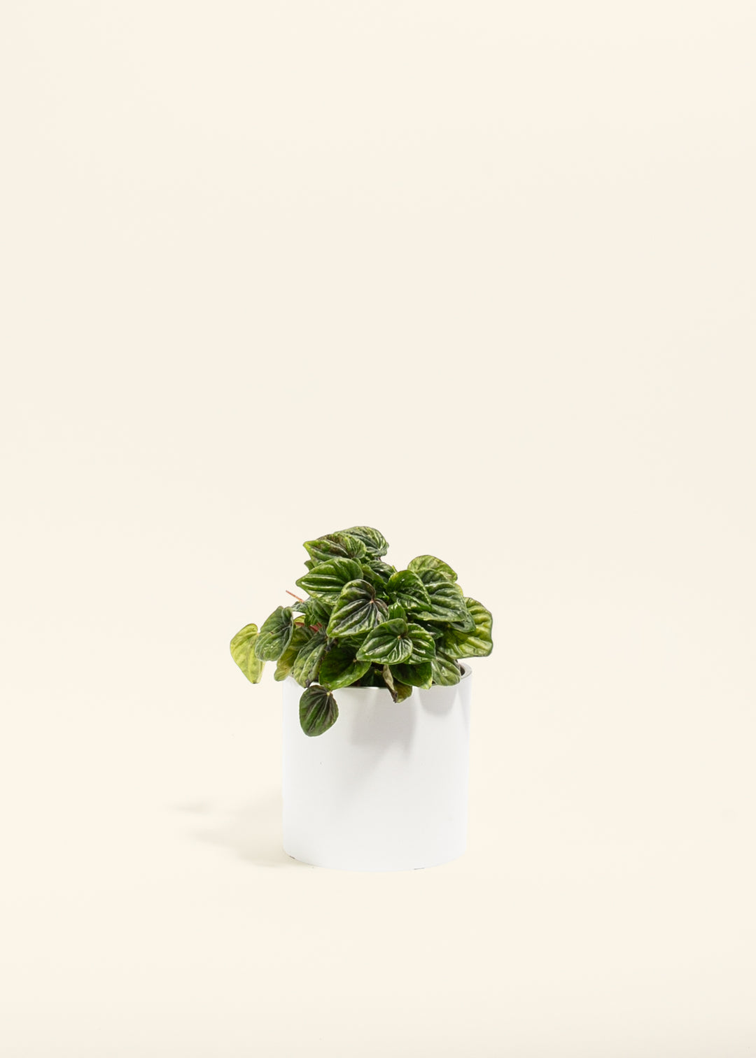 Peperomia Amazonas