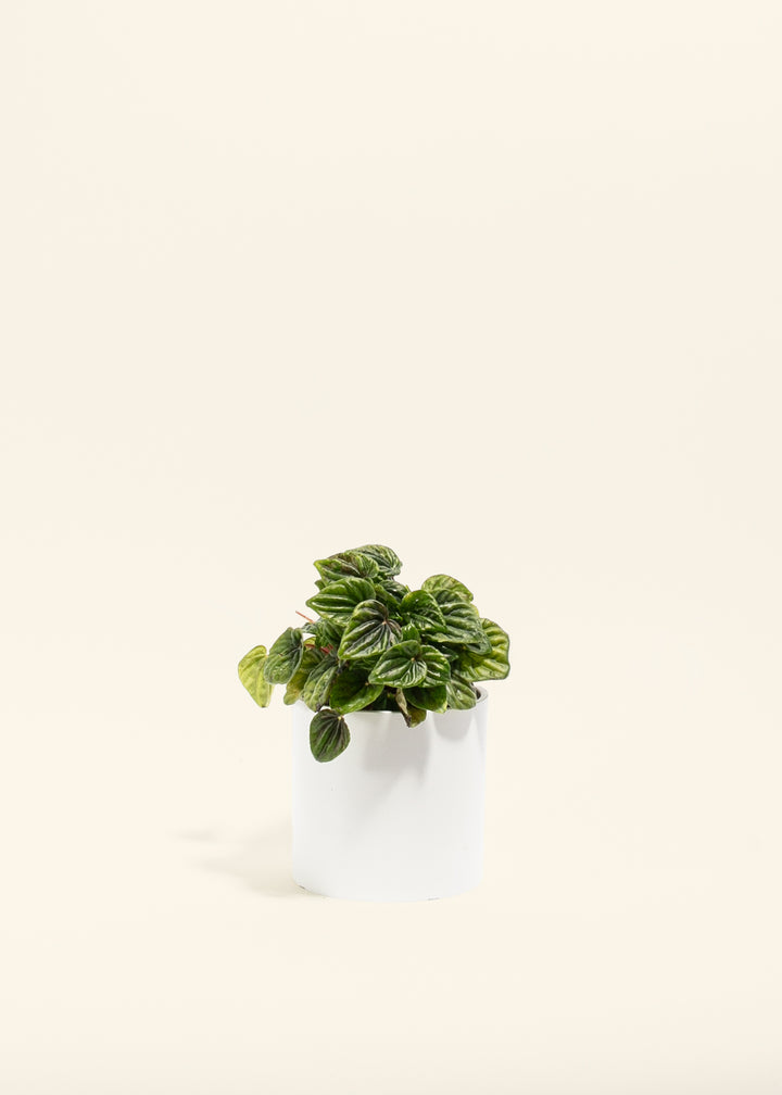 Peperomia Amazonas
