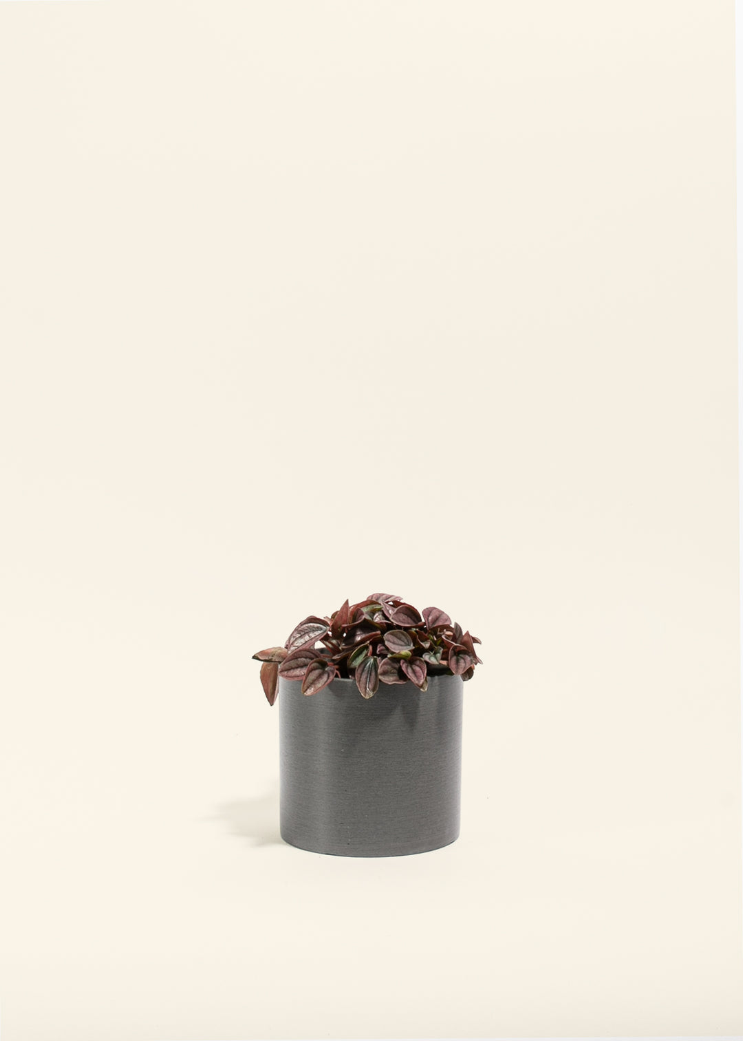 Peperomia Cayenne