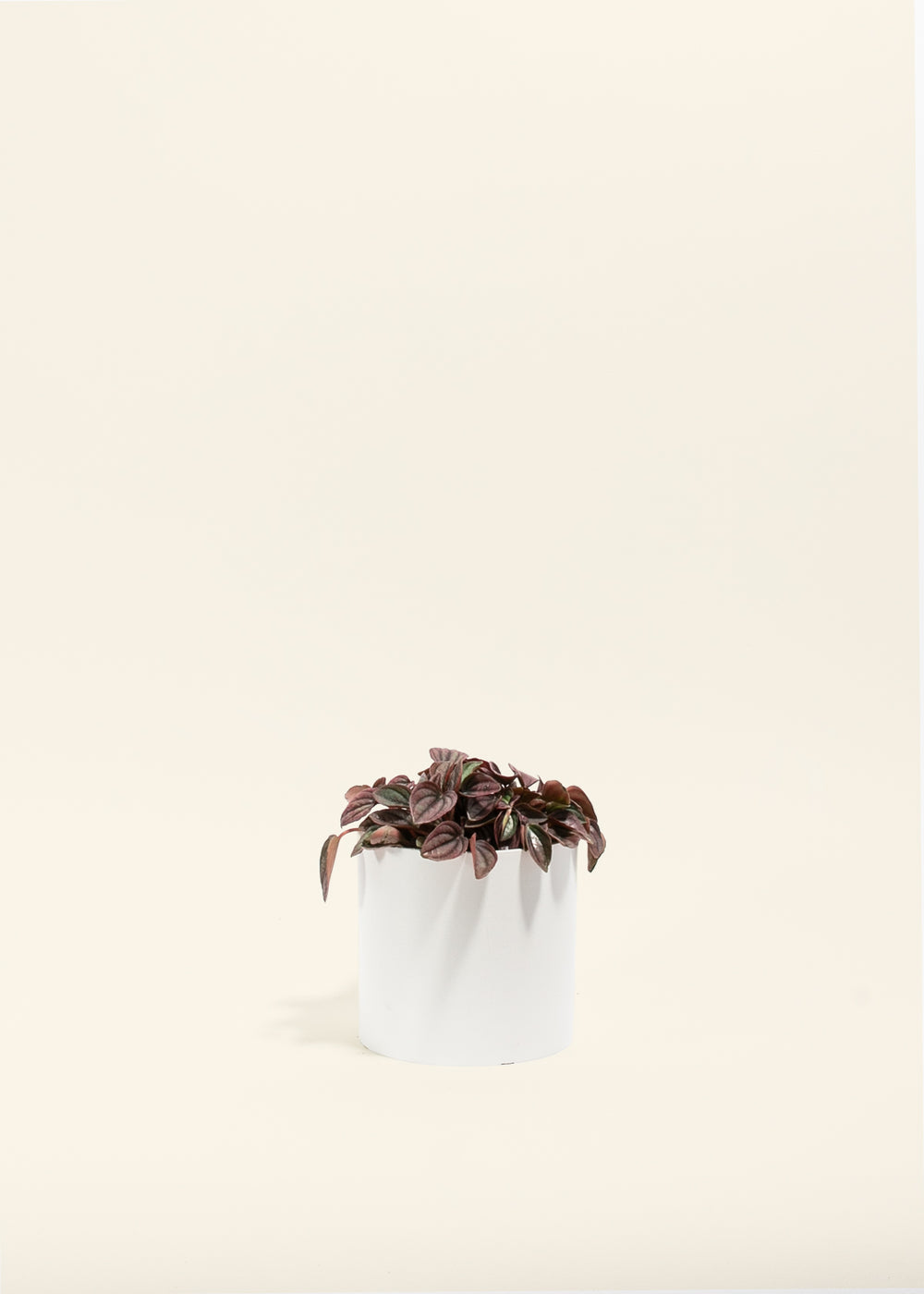 Peperomia Cayenne