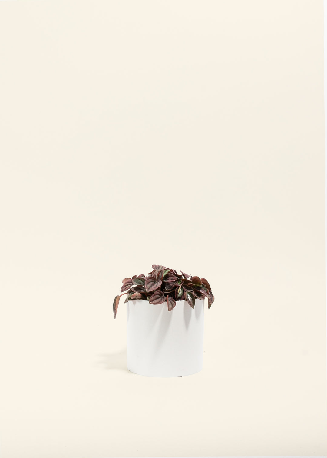 Peperomia Cayenne