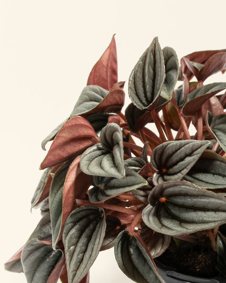 Peperomia Mendoza