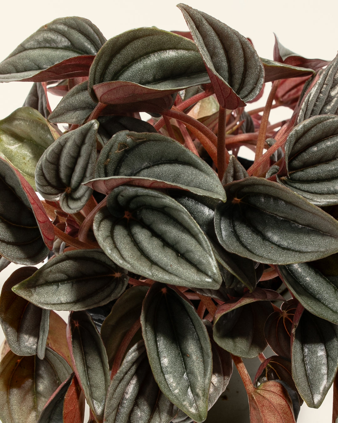 Peperomia Mendoza