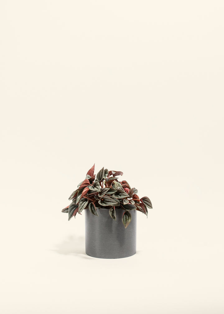 Peperomia Mendoza