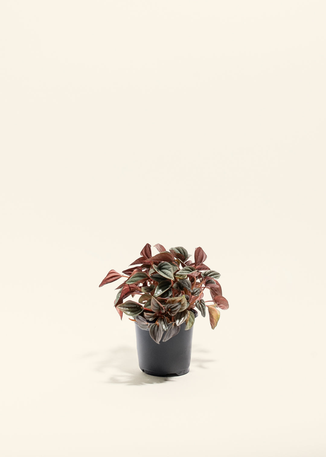 Peperomia Mendoza