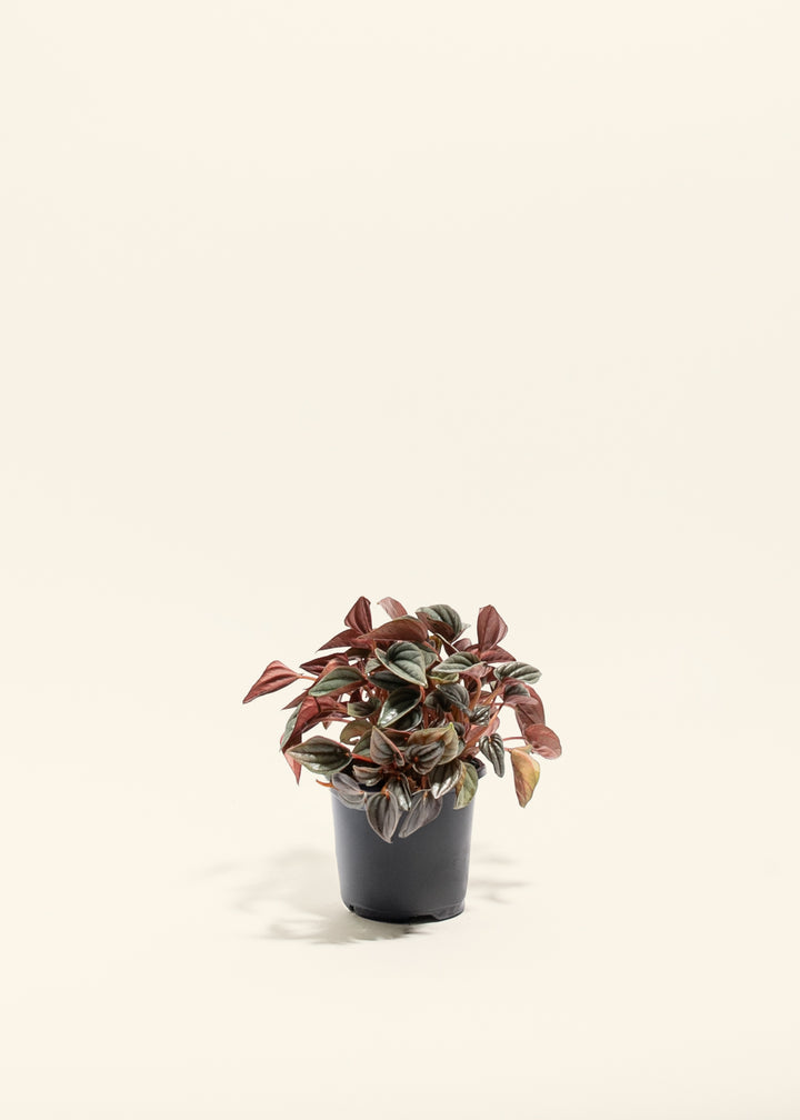 Peperomia Mendoza
