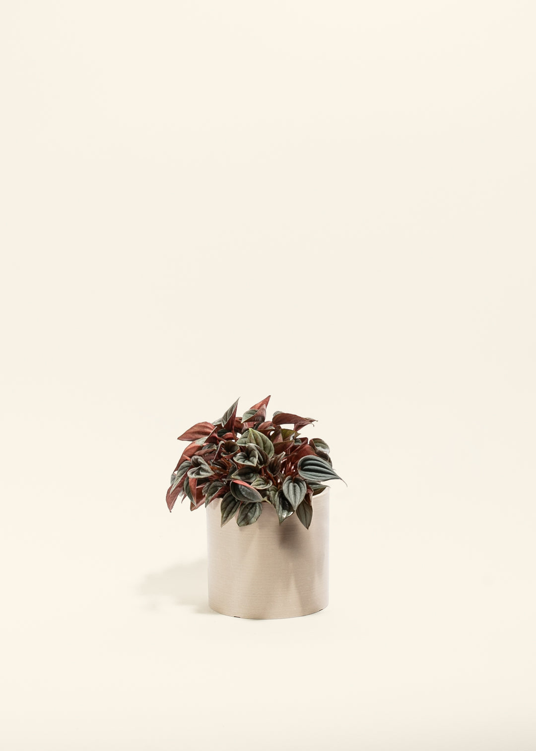 Peperomia Mendoza