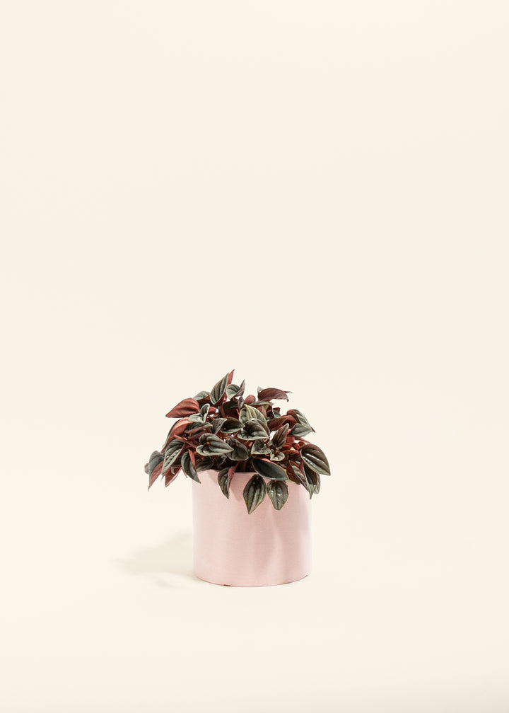 Peperomia Mendoza