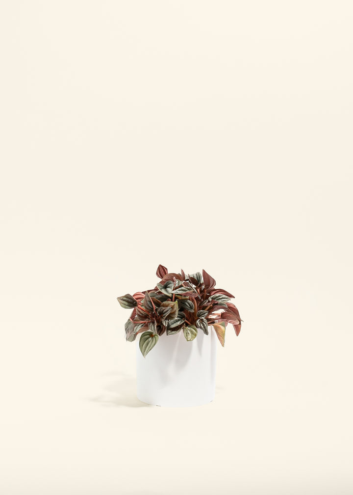 Peperomia Mendoza