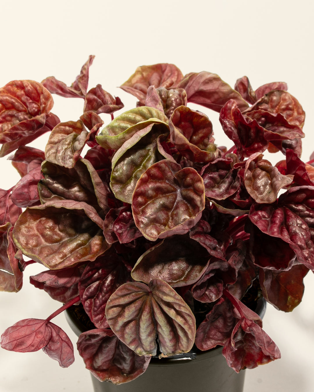 Peperomia Quito
