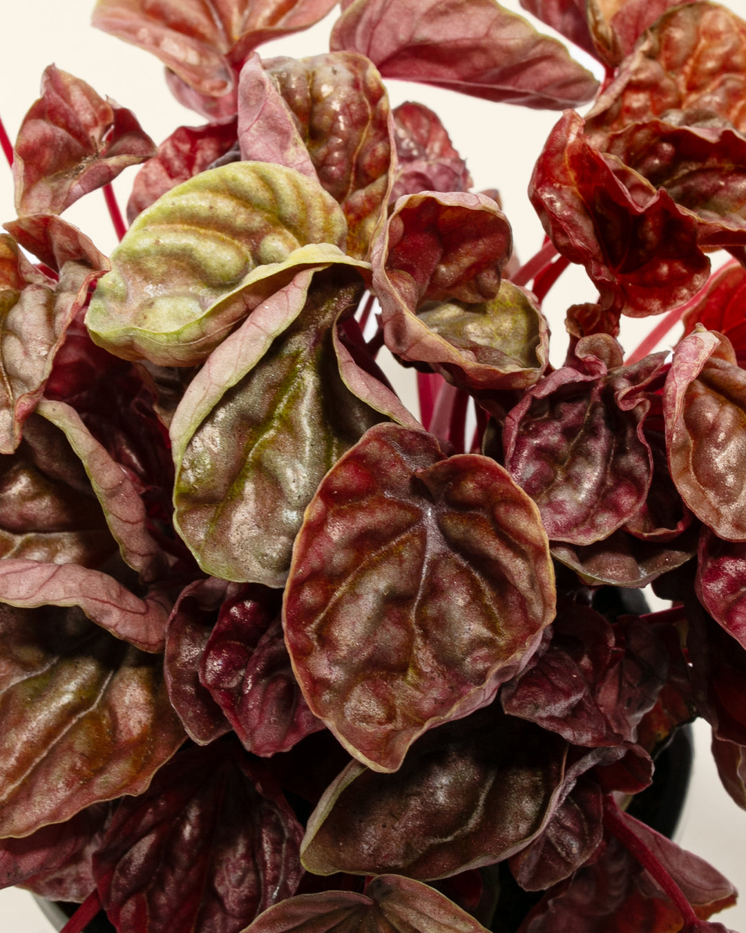 Peperomia Quito