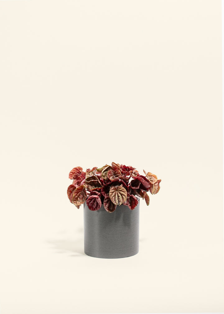 Peperomia Quito
