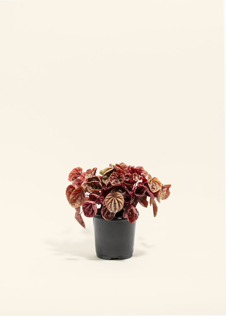 Peperomia Quito