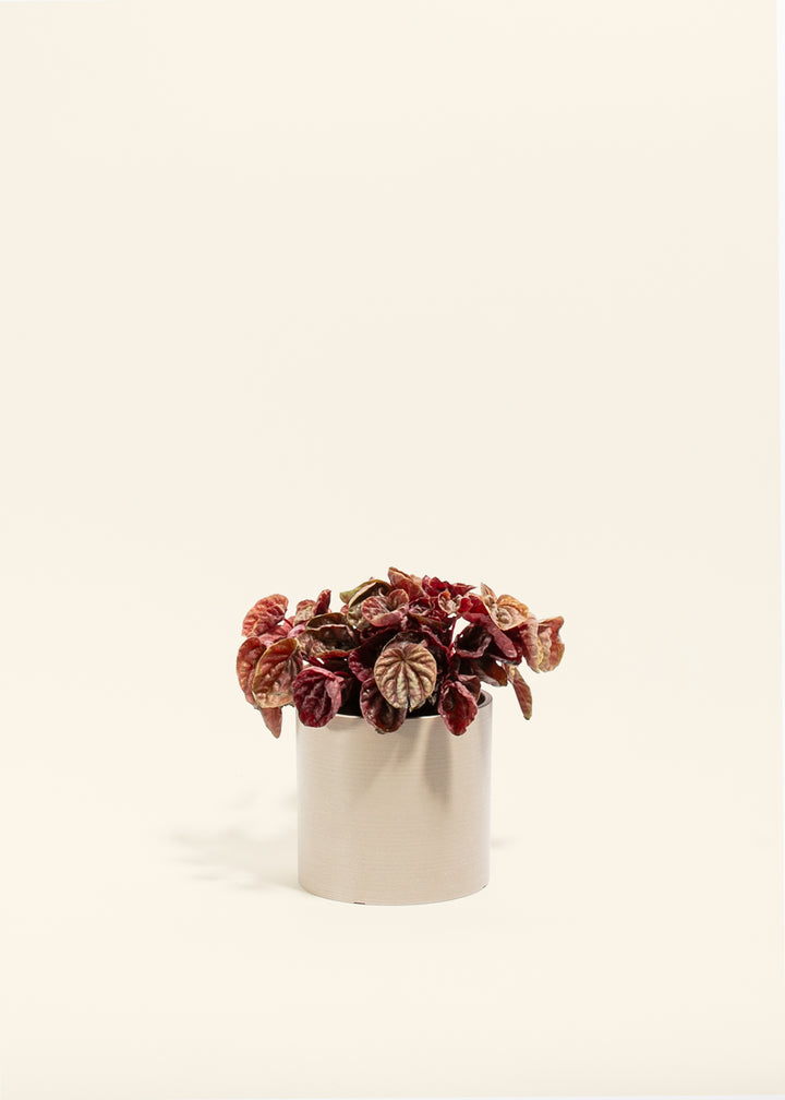 Peperomia Quito