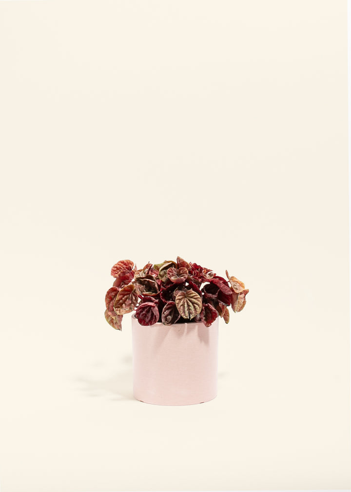 Peperomia Quito
